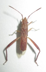 Nemausus sordidatus