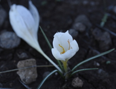 Crocus aleppicus