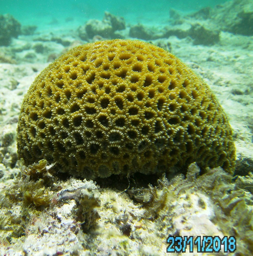 Dipsastraea matthaii