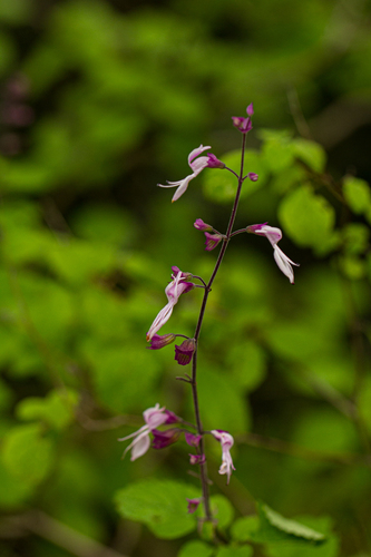 Ocimum labiatum image