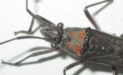 Hypselopus gigas