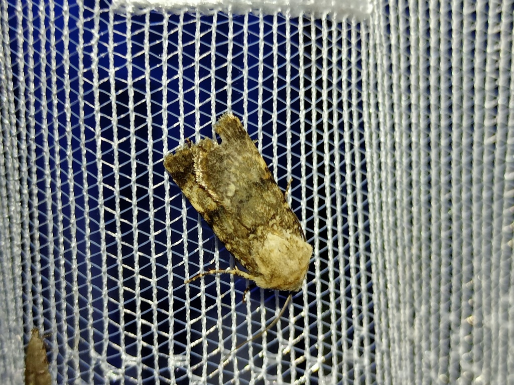 Chersotis fimbriola