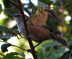 Pheugopedius maculipectus
