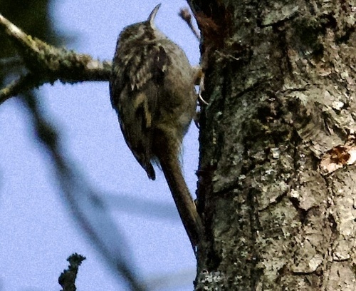 Certhia brachydactyla