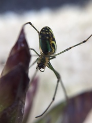 Leucauge blanda