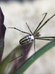 Leucauge blanda