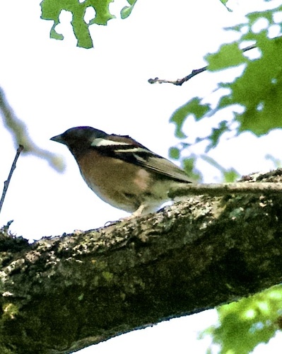 Fringilla coelebs
