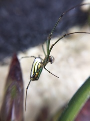 Leucauge blanda