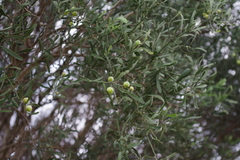 Citrus glauca