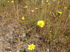 Layia platyglossa