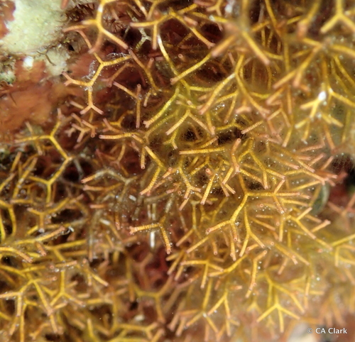 Actinotrichia fragilis