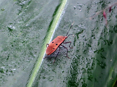 Physopelta quadriguttata