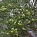 Australian Desert Lime - Photo (c) coenobita, some rights reserved (CC BY), uploaded by coenobita