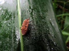 Physopelta quadriguttata