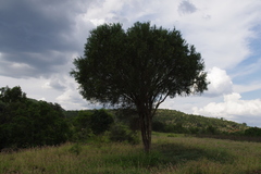 Citrus glauca