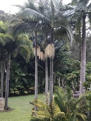 Archontophoenix cunninghamiana