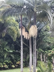 Archontophoenix cunninghamiana