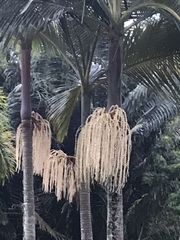 Archontophoenix cunninghamiana