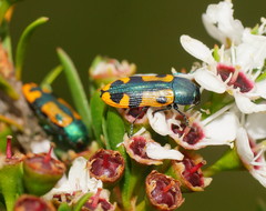 Castiarina scalaris