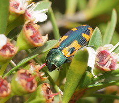Castiarina scalaris