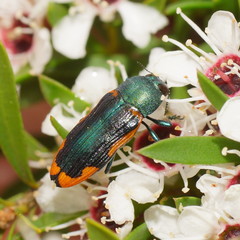 Castiarina scalaris