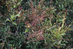 Alectryon diversifolius