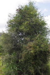 Alectryon diversifolius