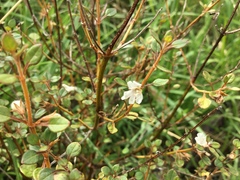 Teucrium parvifolium