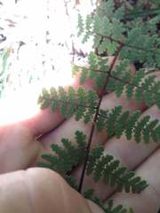 Hypolepis rufobarbata