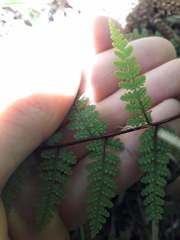 Hypolepis rufobarbata