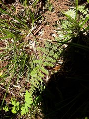 Hypolepis rufobarbata