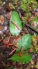 Peraxilla colensoi