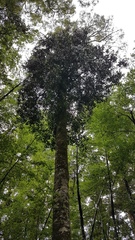 Peraxilla colensoi