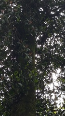 Peraxilla colensoi