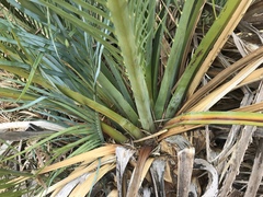 Macrozamia macdonnellii