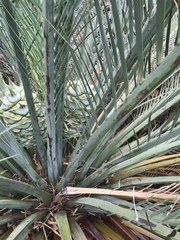 Macrozamia macdonnellii