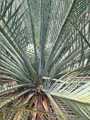 Macrozamia macdonnellii