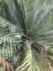 Macrozamia macdonnellii