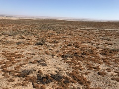 Teloschistes capensis