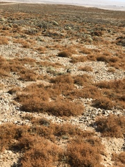 Teloschistes capensis