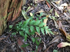 Asplenium appendiculatum