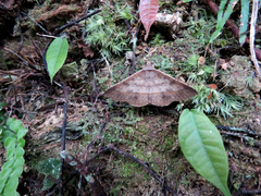 Hypospila creberrima