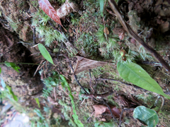 Hypospila creberrima