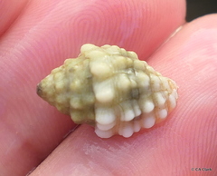 Vexillum cancellarioides