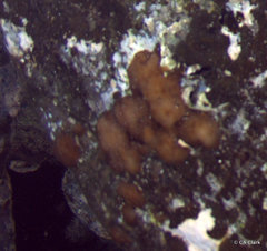 Leptolyngbya crosbyana