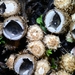 Dung-loving Bird's Nest Fungus - Photo (c) Don Loarie, some rights reserved (CC BY)