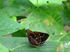 Caltoris cahira austeni