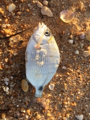 Diplodus