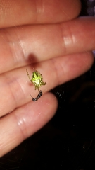 Novaranea queribunda