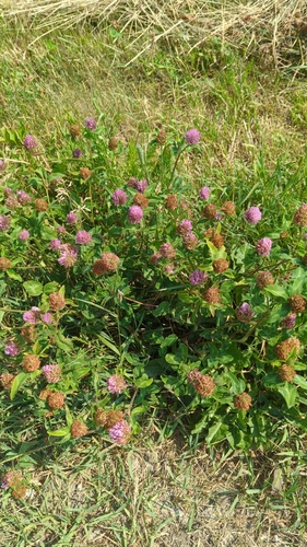 Clover